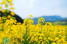 3月份能看到油菜花嗎？三月份有油菜花看嗎？