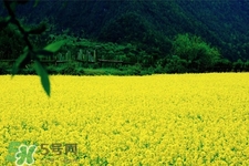油菜花可以吃嗎？油菜花的功效與作用