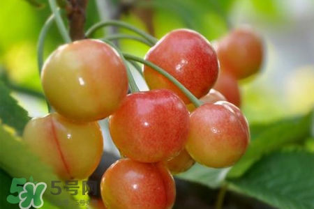 白玉櫻桃是什么？白玉櫻桃能吃嗎？
