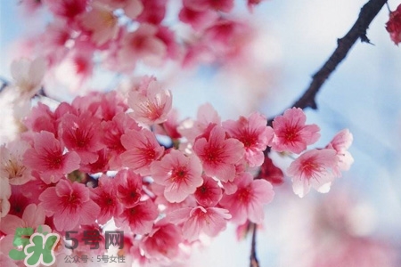 櫻花可以盆栽嗎？櫻花盆栽好養嗎？