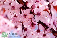 盆栽櫻花要經常澆水嗎？櫻花盆栽幾天澆一次水？