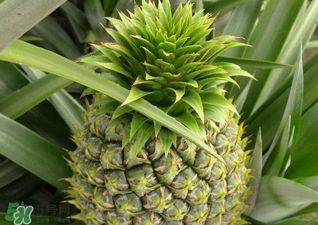 綠菠蘿可以吃嗎？菠蘿是綠的能吃嗎？