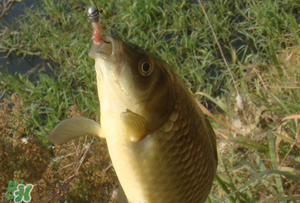 驚蟄前后可以夜釣鯉魚嗎？驚蟄前后釣魚技巧