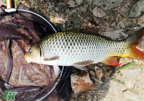 驚蟄前后可以夜釣鯉魚嗎？驚蟄前后釣魚技巧