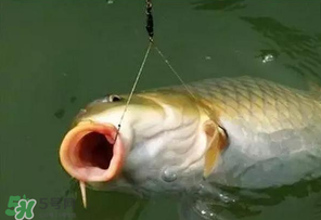 驚蟄前后可以夜釣鯉魚嗎？驚蟄前后釣魚技巧