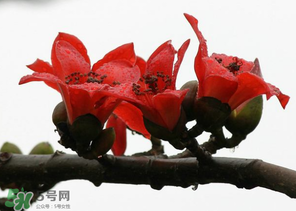 春分會(huì)下雨嗎？春分節(jié)氣下雨好還是不好？