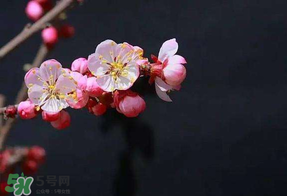 春分會(huì)下雨嗎？春分節(jié)氣下雨好還是不好？