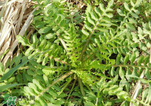 野生薺菜長什么樣？野生薺菜怎么識別？