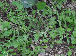 野生薺菜長什么樣？野生薺菜怎么識別？