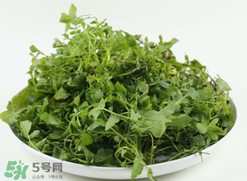 薺菜多少錢(qián)一斤？野生薺菜多少錢(qián)一斤？