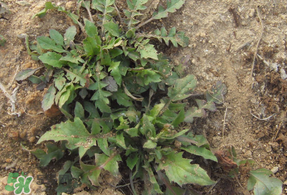 薺菜多少錢(qián)一斤？野生薺菜多少錢(qián)一斤？