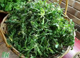腎結石能吃薺菜嗎？腎結石可以吃薺菜嗎？