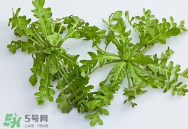 薺菜有蟲子嗎？薺菜根有蟲子嗎？