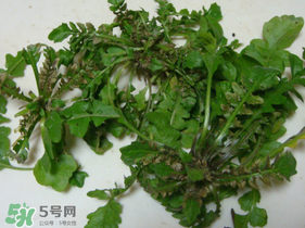薺菜有蟲子嗎？薺菜根有蟲子嗎？
