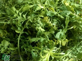 薺菜怎么保存？薺菜可以曬干存放嗎？