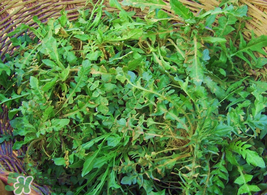 薺菜怎么保存？薺菜可以曬干存放嗎？
