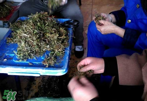 薺菜什么季節有？薺菜什么時候上市？