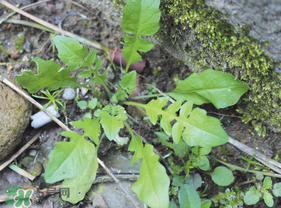 薺菜是什么菜？薺菜是什么野菜？
