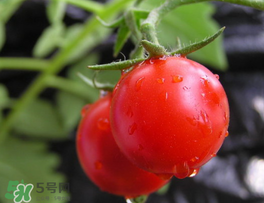 薺菜可以和西紅柿一起吃嗎？薺菜和西紅柿一起吃好嗎？