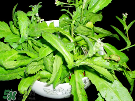 薺菜能和青菜一起吃嗎？薺菜和青菜一起吃好嗎？