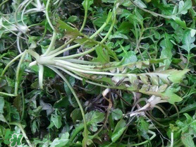 薺菜上有黑點能吃嗎？薺菜葉子上的黑點怎么回事？