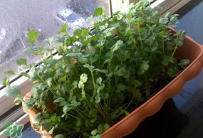 三月份可以種香菜嗎？香菜幾月份播種？