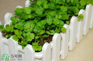 三月份可以種香菜嗎？香菜幾月份播種？