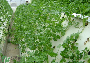 三月份可以種香菜嗎？香菜幾月份播種？