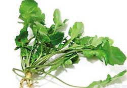 薺菜是什么菜？薺菜是什么野菜？