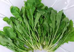 薺菜能和青菜一起吃嗎？薺菜和青菜一起吃好嗎？