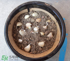 春天可以種大蒜嗎？春天什么時(shí)候種大蒜？
