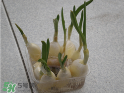 春天大蒜什么時(shí)候澆水？大蒜多久澆一次水？