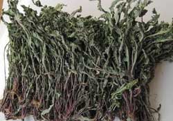 干的蒲公英多少錢一斤？蒲公英多少錢一斤干的？