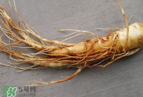 春天可以吃人參嗎？春季能進補人參嗎？