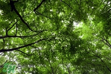 植樹節可以去哪里種樹？植樹節可以去哪里植樹？