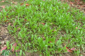 春天能種菠菜嗎？春天怎么種菠菜？