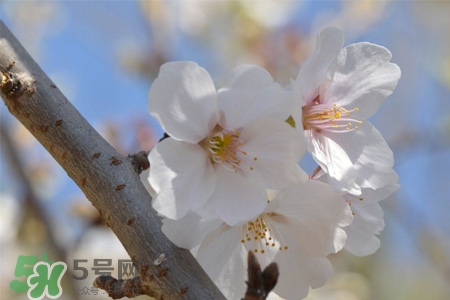 植樹節(jié)可以種什么花？植樹節(jié)種什么花好？
