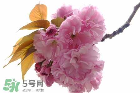 寒食節是為了紀念誰？寒食節與誰有關？