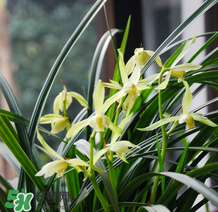 蘭花怎么養(yǎng)？蘭花怎么種？