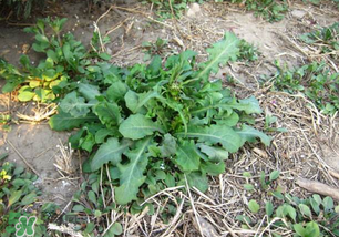 春天吃什么野菜好？春天吃什么野菜降血壓？