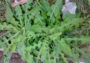 春天吃什么野菜好？春天吃什么野菜降血壓？