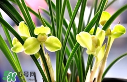 蘭花怎么養(yǎng)？蘭花怎么種？