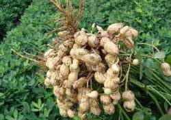 春天能種花生嗎？春天什么時(shí)候種花生？