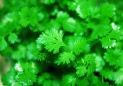 春天能種香菜嗎？香菜幾月份播種？