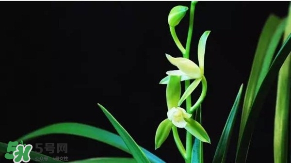 蘭花怎么養(yǎng)？蘭花怎么種？