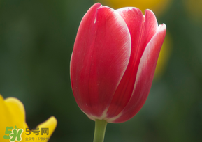 春天可以種郁金香嗎？郁金香可以春天種嗎？