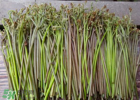 蕨菜是什么菜？蕨菜是什么？