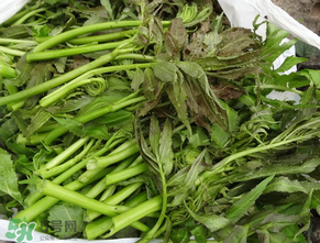 蕨菜是什么菜？蕨菜是什么？