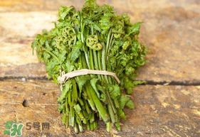 蕨菜可以冷凍嗎？蕨菜可以放冰箱嗎？