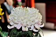 清明節掃墓買什么顏色菊花？清明節上墳用什么顏色菊花？